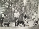 Kovelon mätsärissä 1977: Leo Virtanen ja staffi Tiku, Rainer Porttinen & rwu Rutku, Lea Vähäniitty & spn Selena ja Maija Salmi dobermanni Kira. 